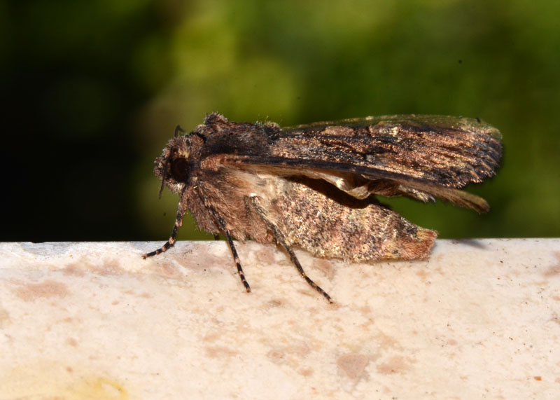 Noctuidae